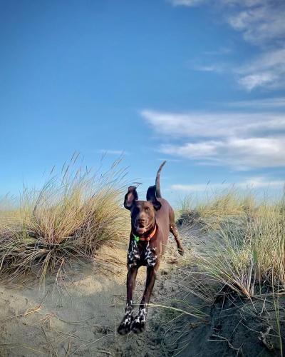 Dog running in sand dunes at West Wittering beach