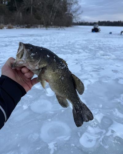 Ice Fishing Plover