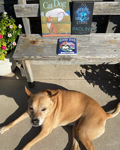 A dog outside at Bliss Books