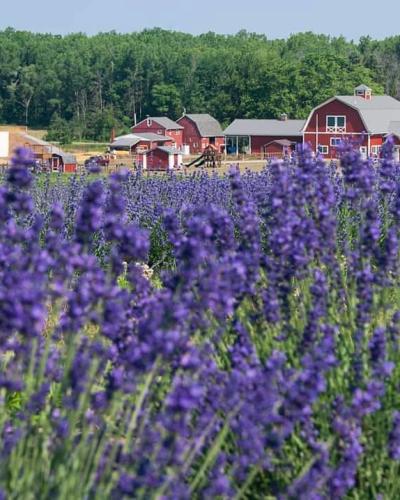 Lavender Field at Wickham Farms from karismatic_kim