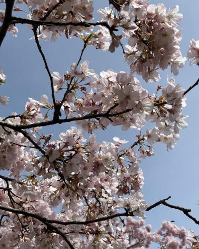 Cherry Blossoms at Portland Waterfront
