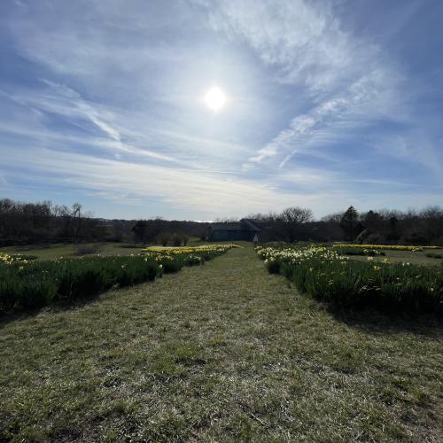 daffodil field