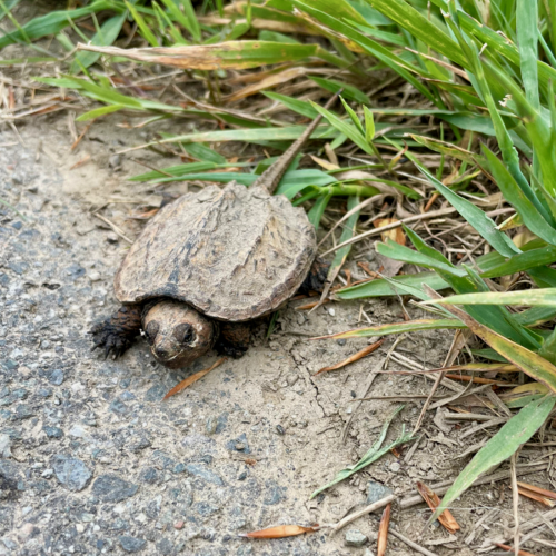 A tiny snapping turtle with ridges down its shell and a long, straight tail stands on the edge of a paved path next to green grass blades.