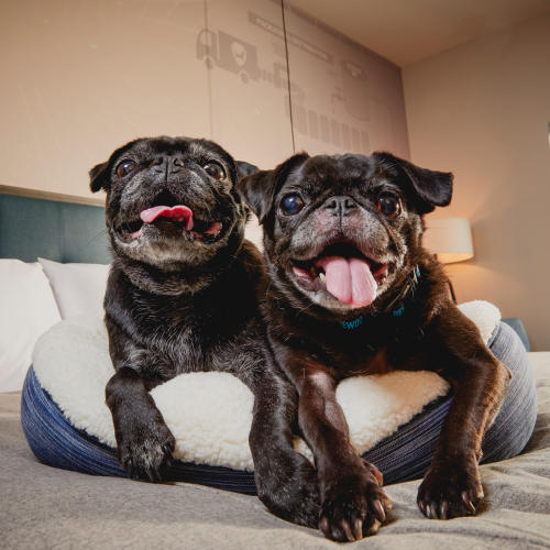Dogs laying on a bed at BrewDog Doghouse in Columbus