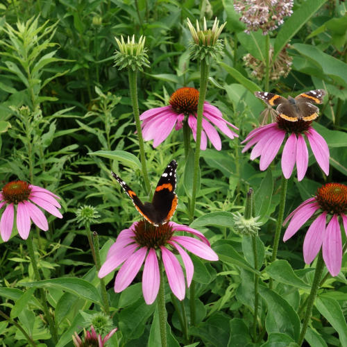 Butterflies and flowers at Aullwood Audobon