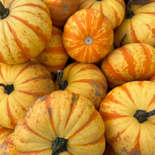 Fifer Orchards