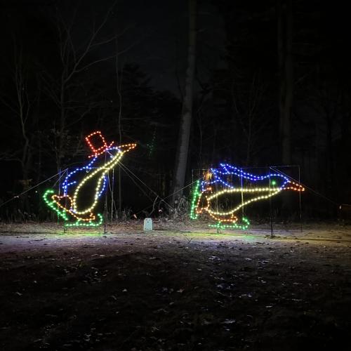 Penguins at Lights in Lincoln Park