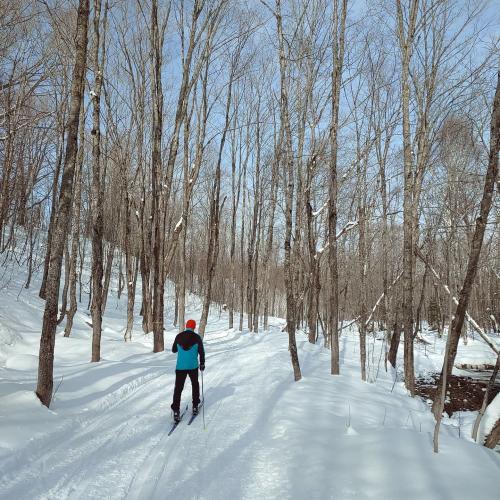 Image of a cross country skier on the trail in Michigan's Upper Peninsula, USA