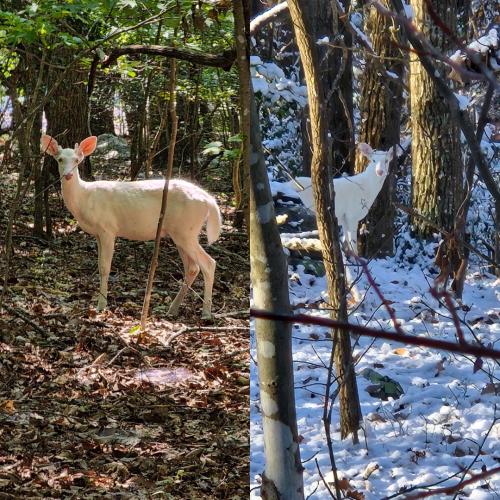 White Deer