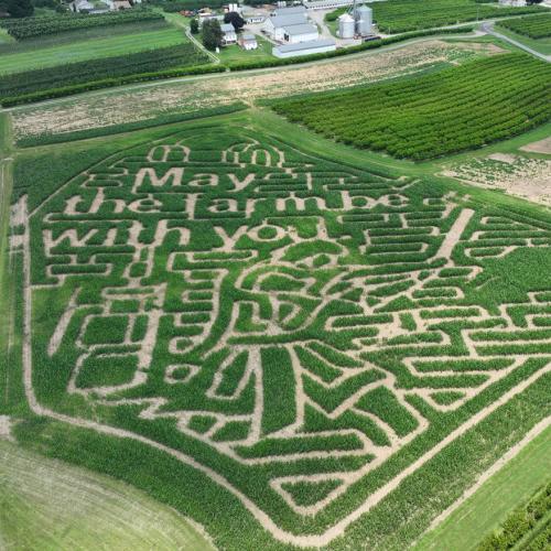 Flinchbaughs corn maze 2025