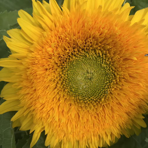 Close Up Teddy Bear Sunflower