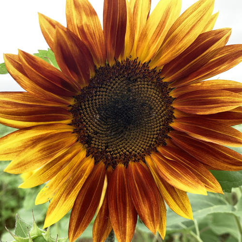 Autumn Beauty Sunflower