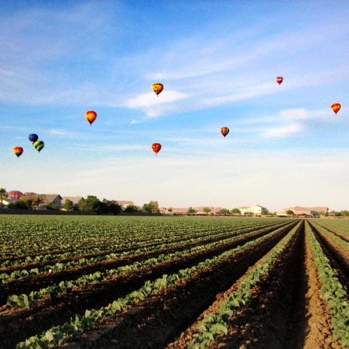 Farm field hot air balloons above