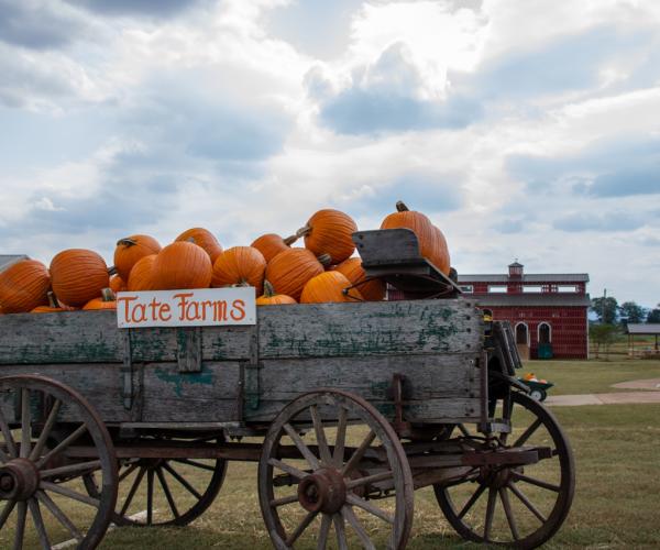 Tate Farms