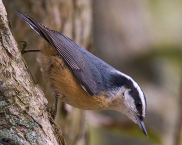 Audubon Society of RI