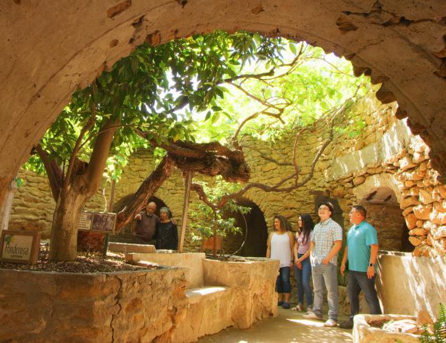 visitors looking at tree growing in an underground garden