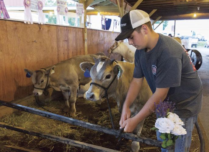 fair animals