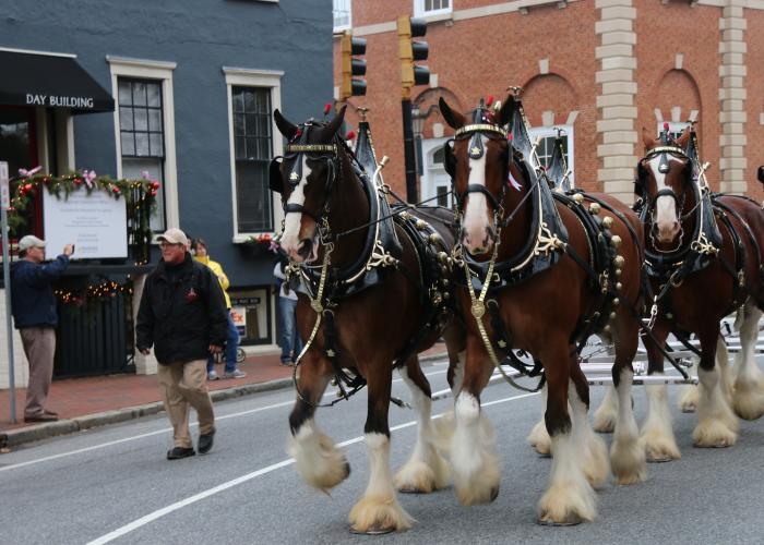 Budweiser Clydesdales Horses