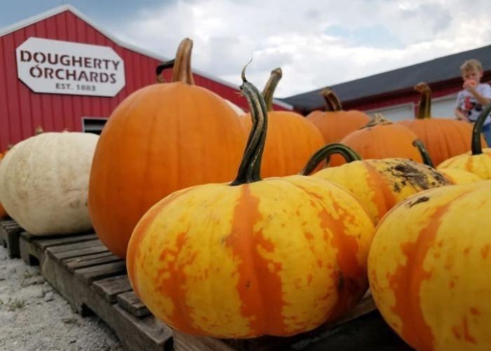 doughtery orchard