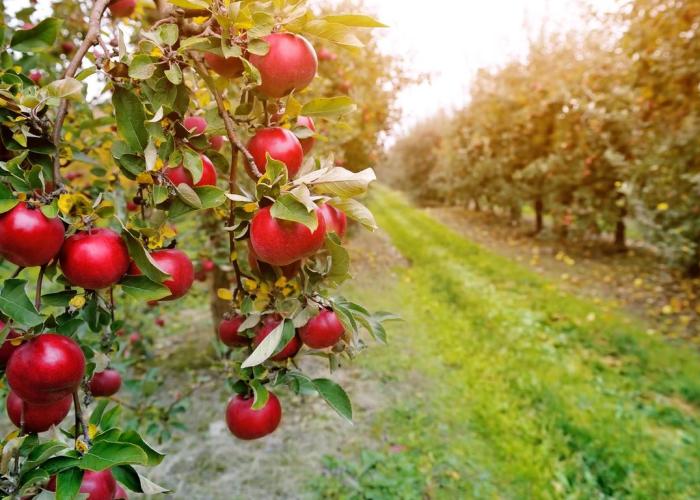 Highpoint Orchard