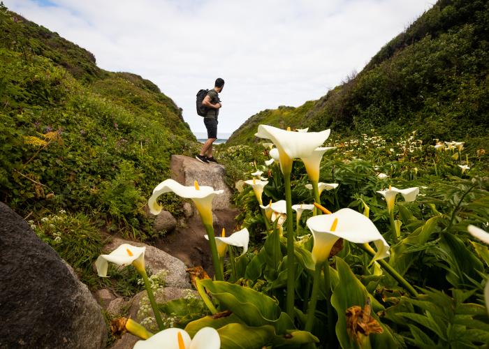 Man in Garrapata Beach Calla Lily Canyon