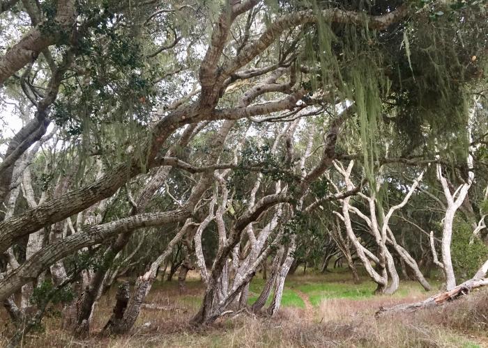 Fort Ord Jerry Smith Corridor