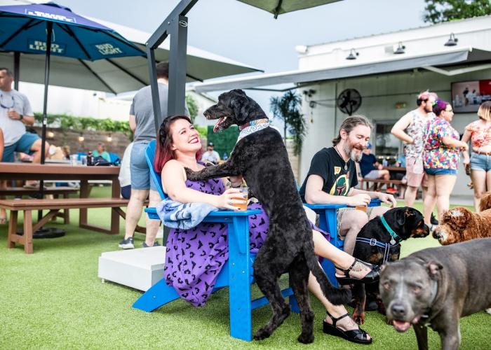 Dog on Person