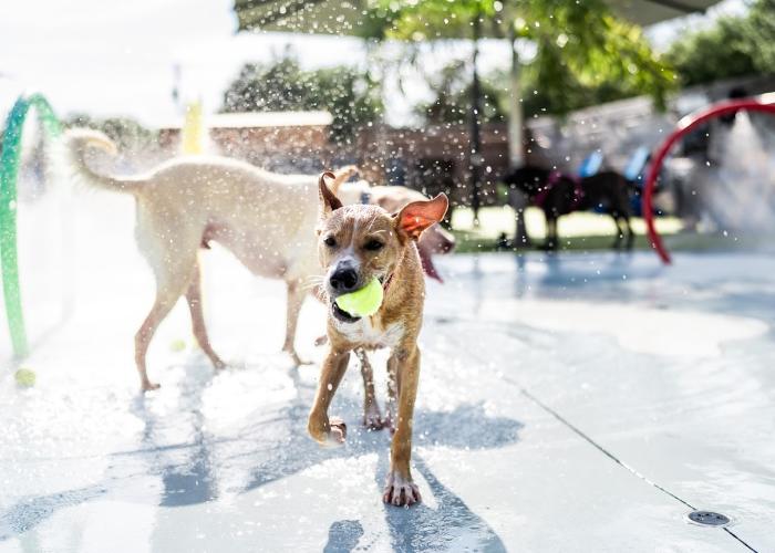 Dog with Ball