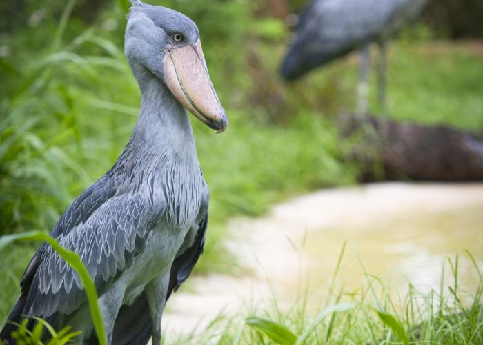 Shoebill