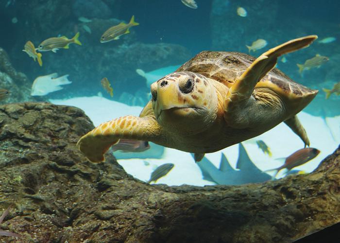 The Florida Aquarium