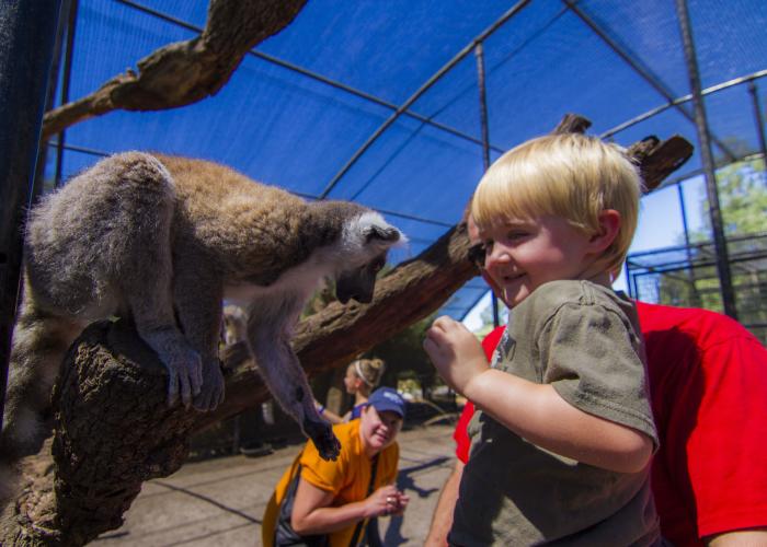 Lemur Feeding at Giraffe Ranch