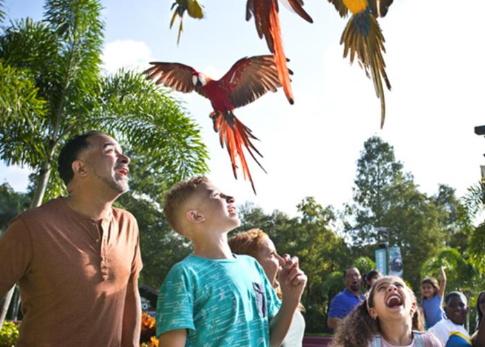 Macaw Flyover