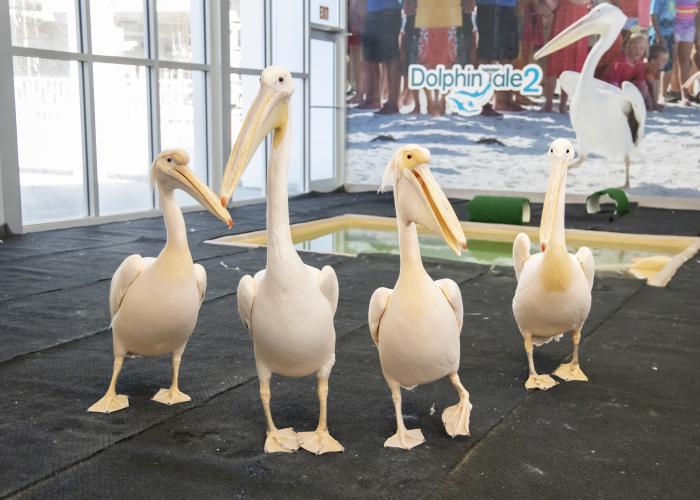 Rescued Pelicans
