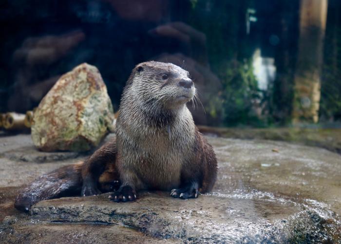 North American River Otter