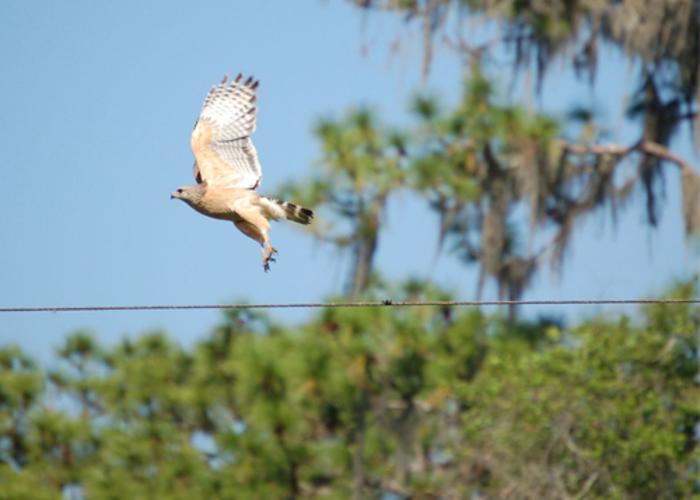 Red Shoulder Hawk in flight