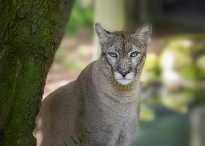 Florida Panther