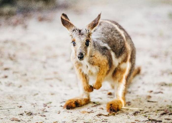 Wallaby