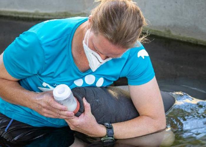 Manatee Feeding