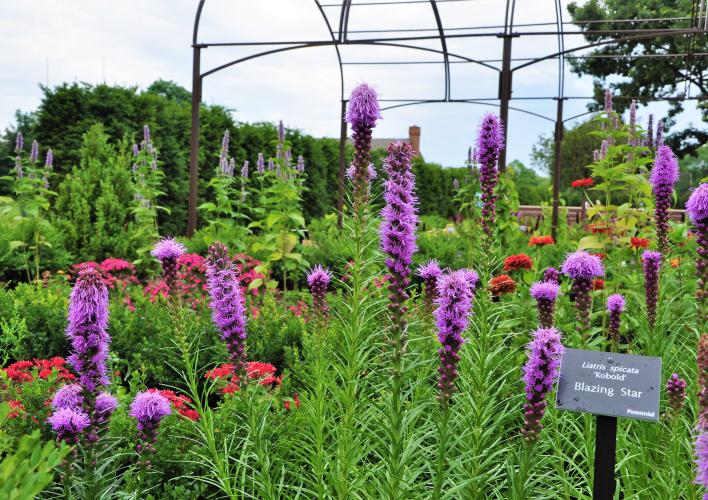 Pollinator Garden