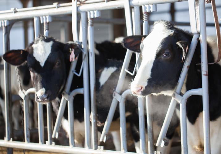 The Holsteins at Muranda