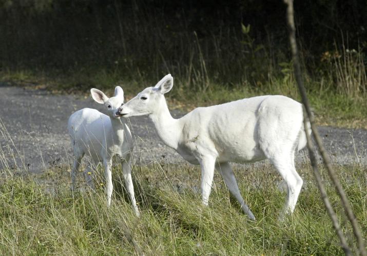 Two White Deer