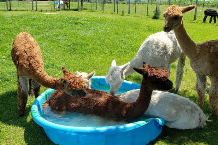 Justorian Alpacas National Alpaca Farms Days Osseo, WI 54758
