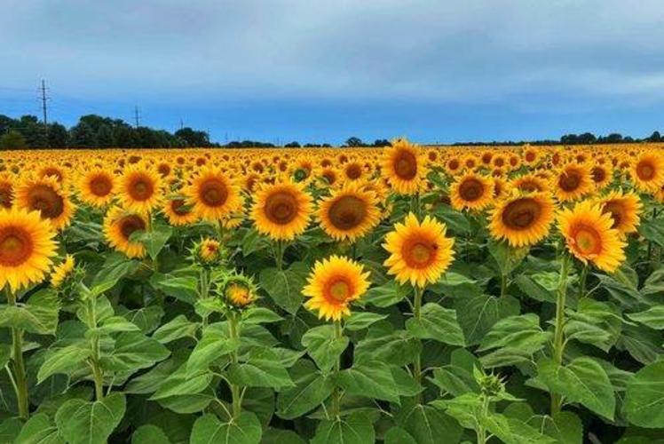 Jaquish Farms Sunflower Maze