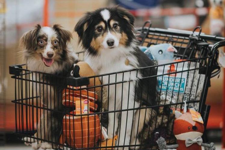 Petco: dogs in cart