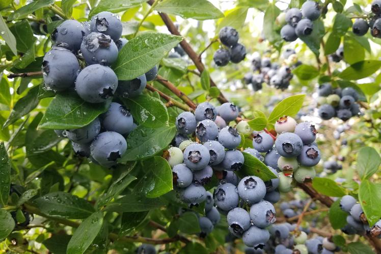 Augusta Blueberries