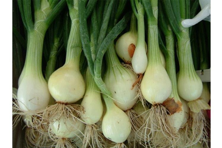 Just Local Food Co-op Green Onions in Eau Claire, Wi