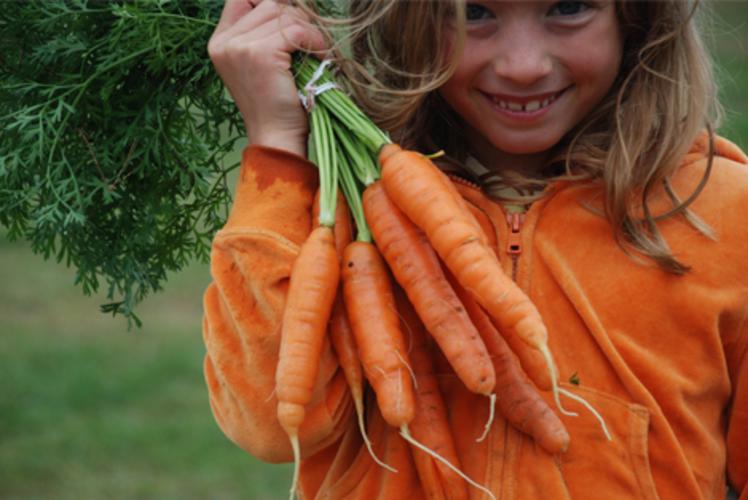 Just Local Food Co-op Carrots in Eau Claire, Wi