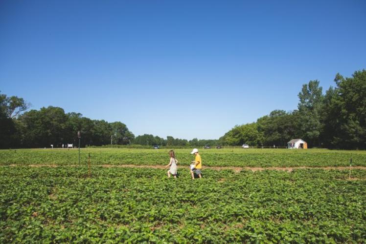 Little Berry Farm