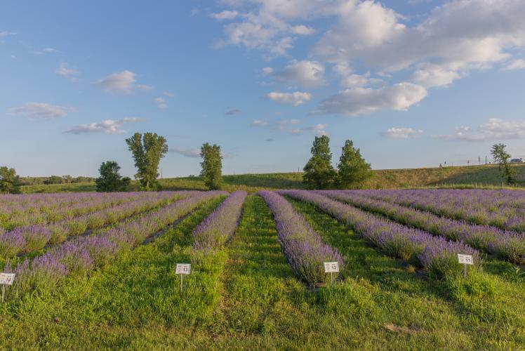 Pondview Lavender Farm