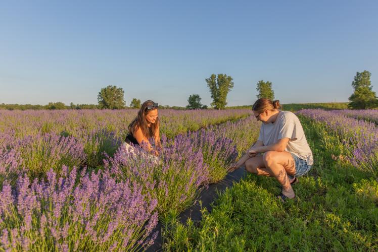 Pondview Lavender Farm